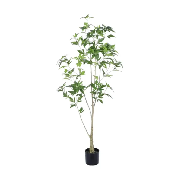 Aralia