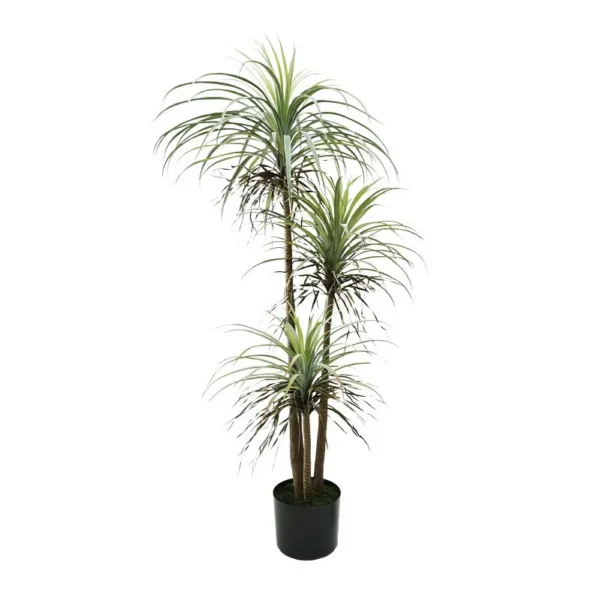 Dracena Triple