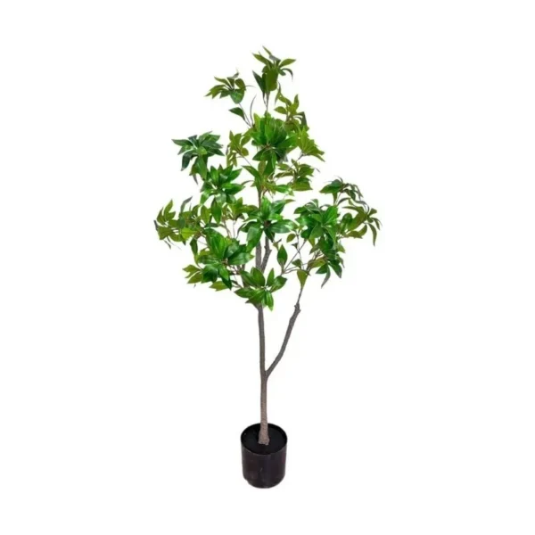 Ficus