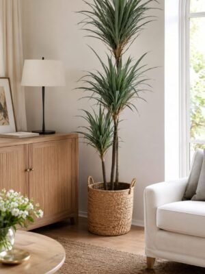 Dracena Triple