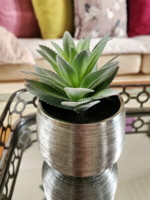 Suculenta Green