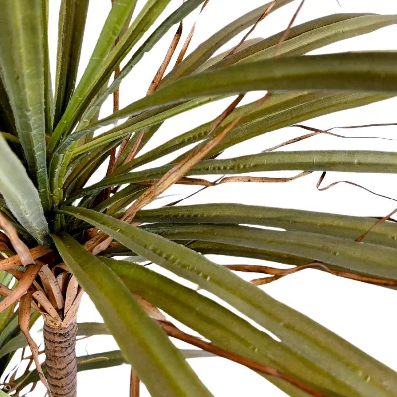 Planta Bora - Imagen 2