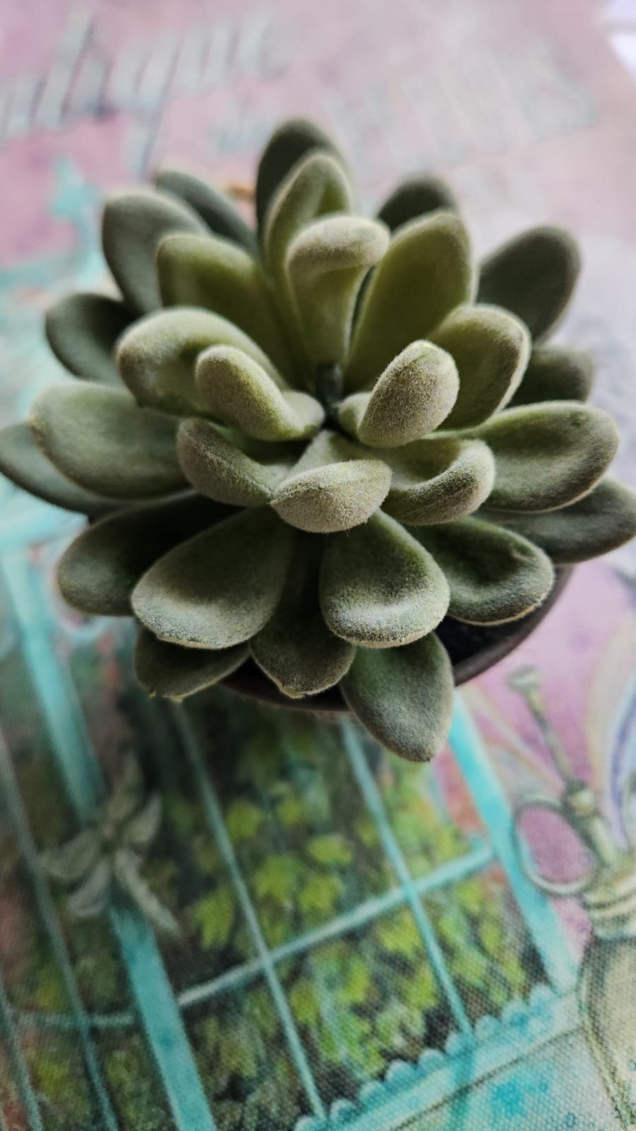 Suculenta Niza - Imagen 2