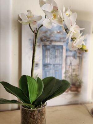 Orquídea Lulú